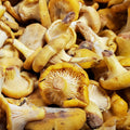 Chanterelle