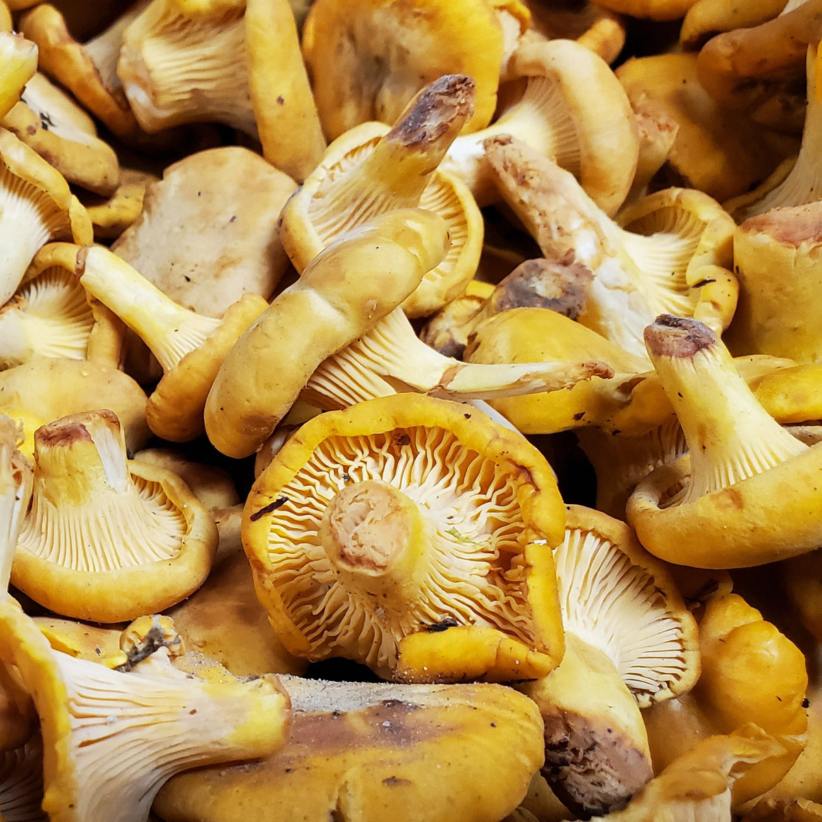 Chanterelle