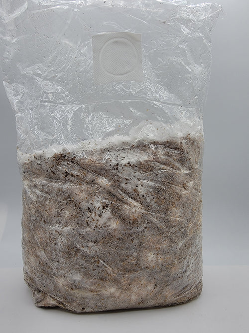 Bloc de pleurote bleu king dans son sac de culture