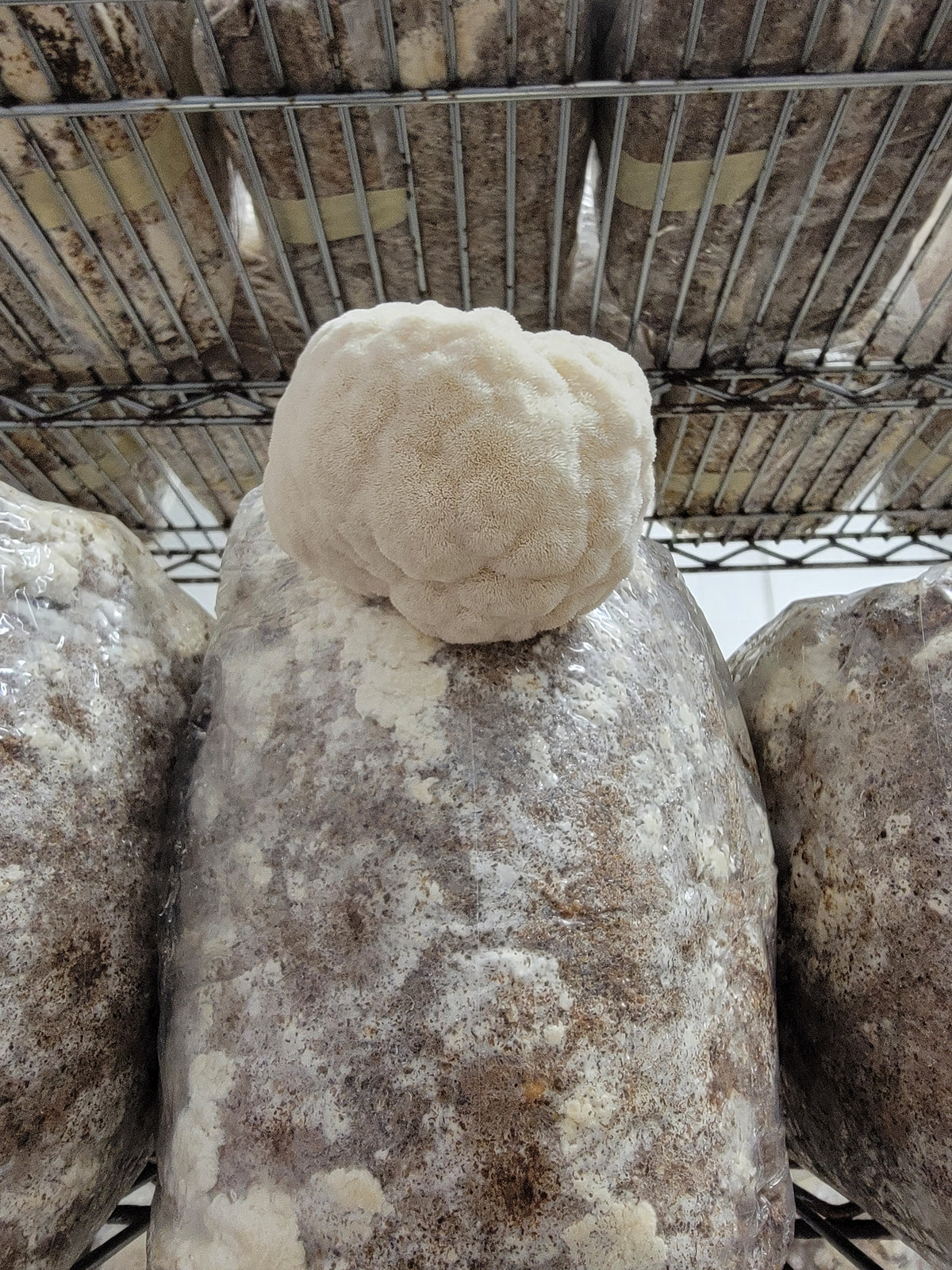 Bloc de crinière de lion