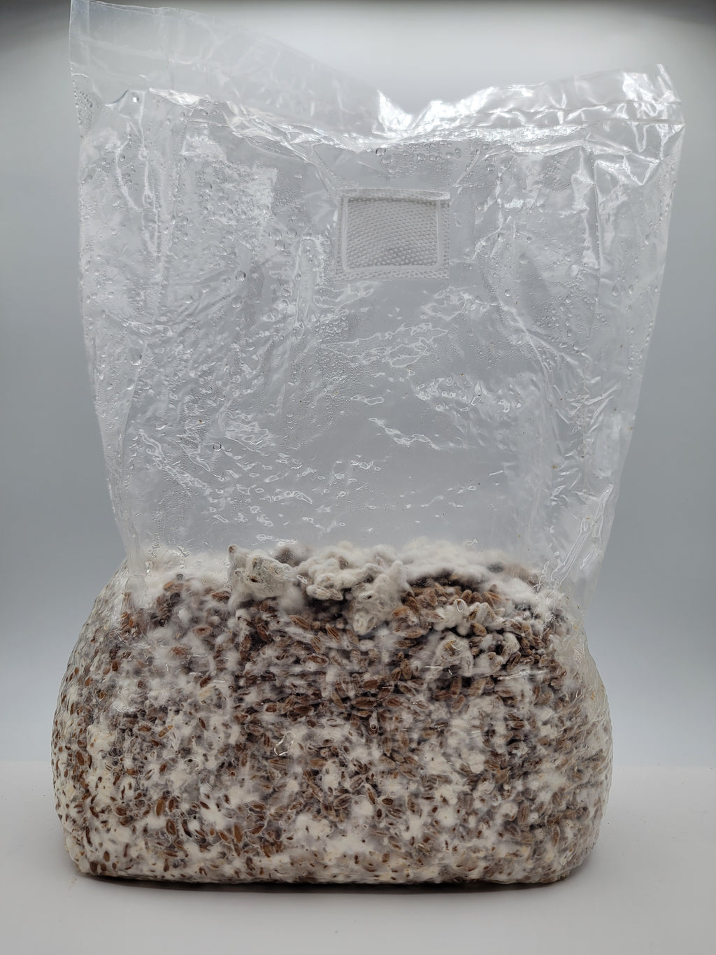 Grain colonisé 2,5 kg – Crinière de lion