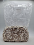 Grain colonisé 2,5 kg – Crinière de lion