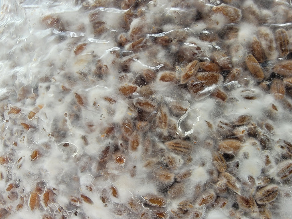 Grain colonisé 2,5 kg – Crinière de lion