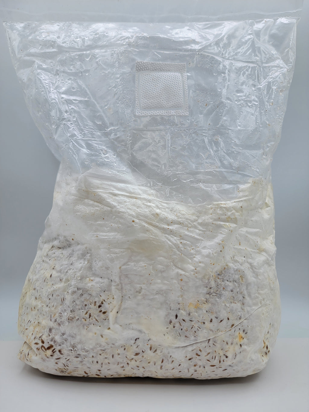 Grain colonisé 2,5 kg – Pleurote blanc