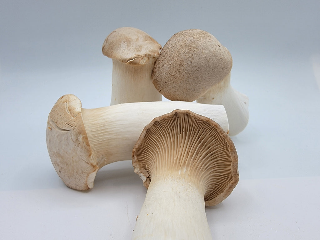 Panicaut (king oyster)