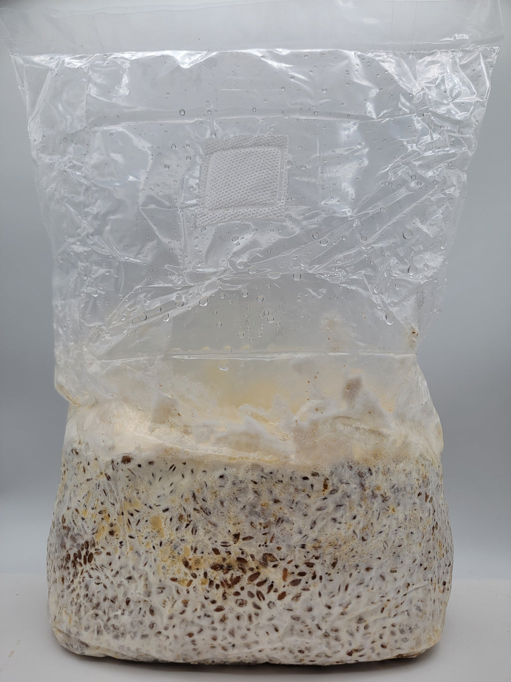 Grain colonisé 2,5 kg – Chestnut