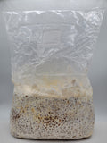 Grain colonisé 2,5 kg – Chestnut