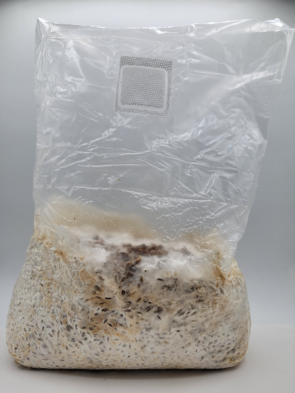 Grain colonisé 2,5 kg – Chestnut