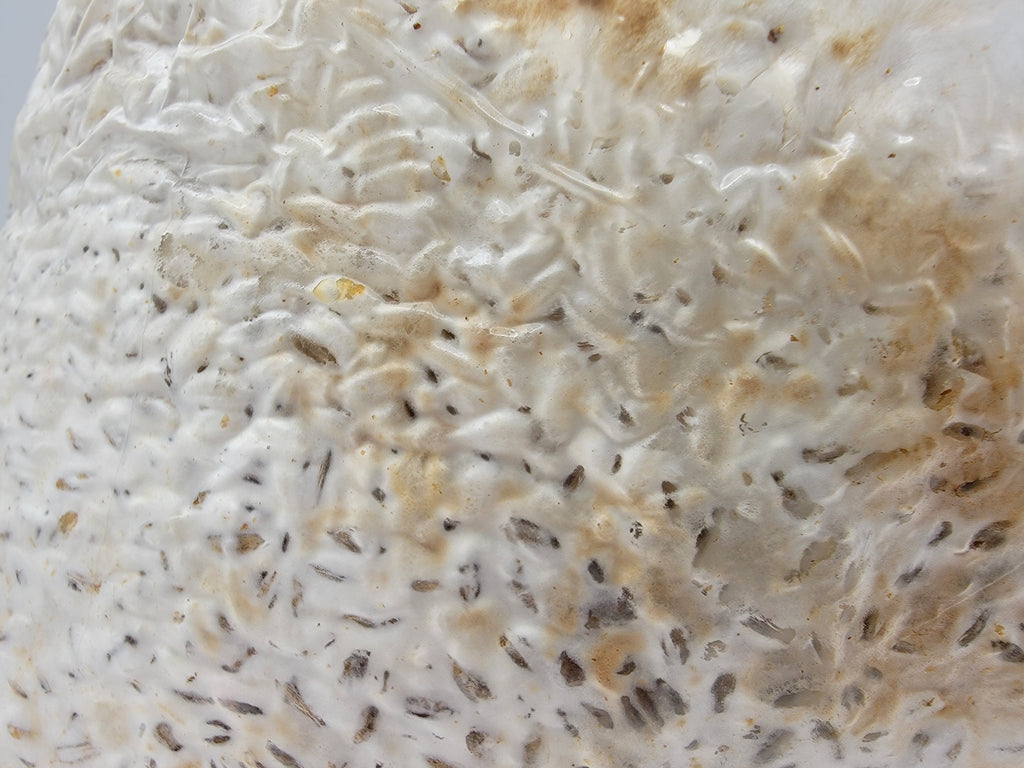 Grain colonisé 2,5 kg – Chestnut