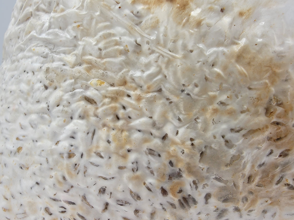 Grain colonisé 2,5 kg – Chestnut
