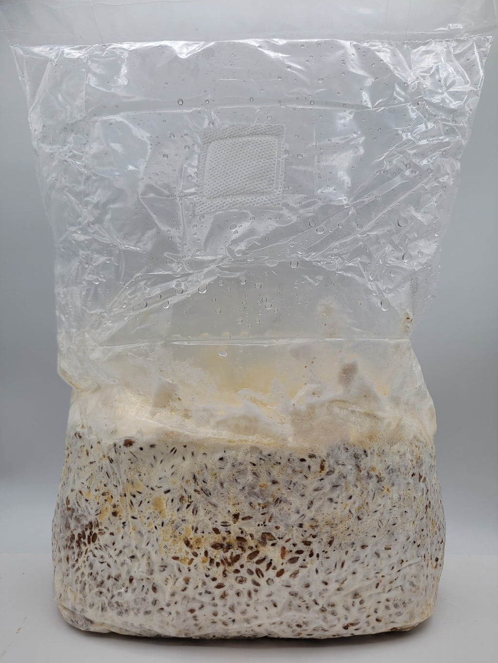 Grain colonisé 2,5 kg – Pioppino