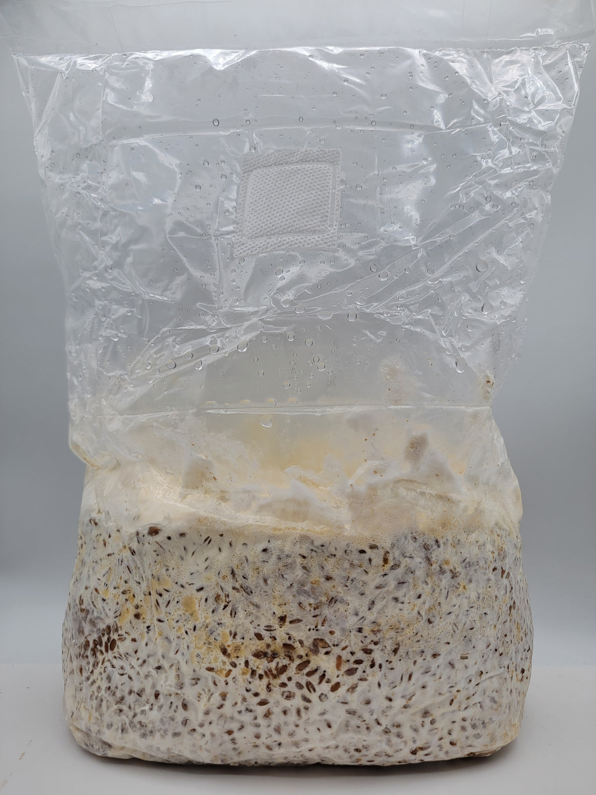 Grain colonisé 2,5 kg – Pioppino