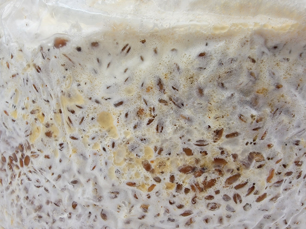 Grain colonisé 2,5 kg – Pioppino