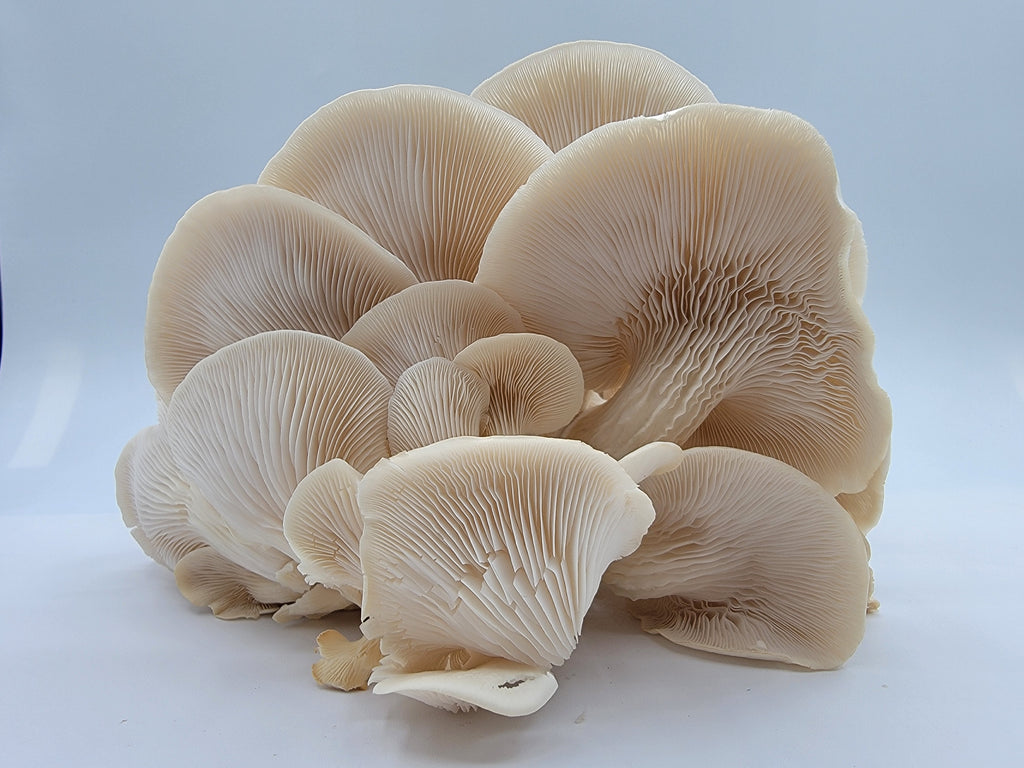 Pleurote blanc indigène
