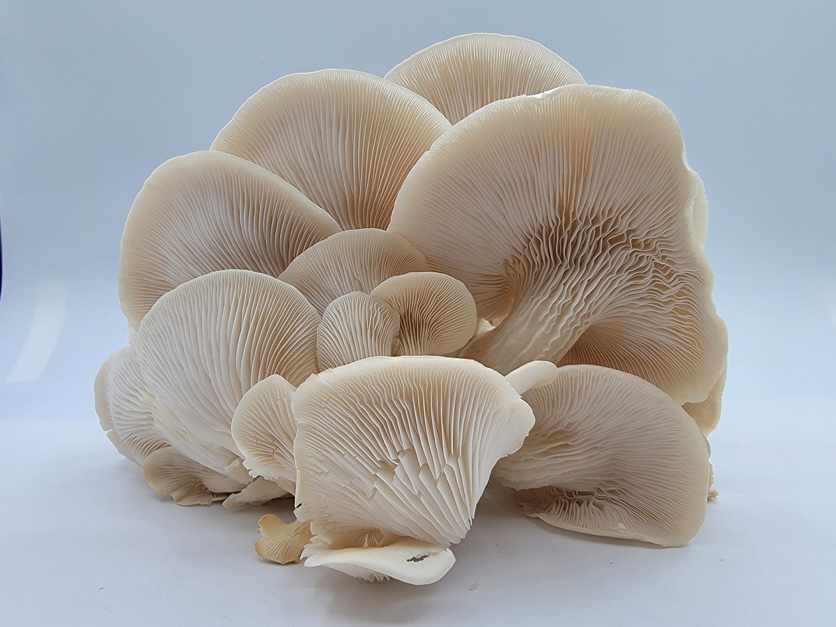 Pleurote blanc indigène