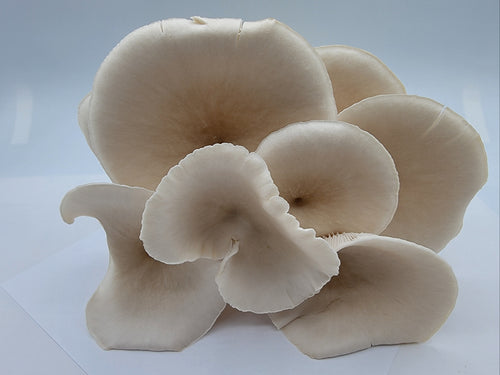 pleurote blanc récolté à l'atelier