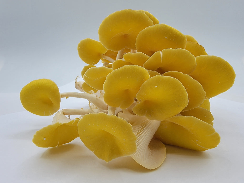 Bloc de pleurote jaune