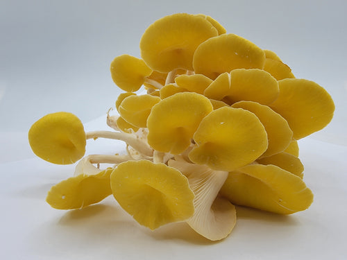 Bloc de pleurote jaune