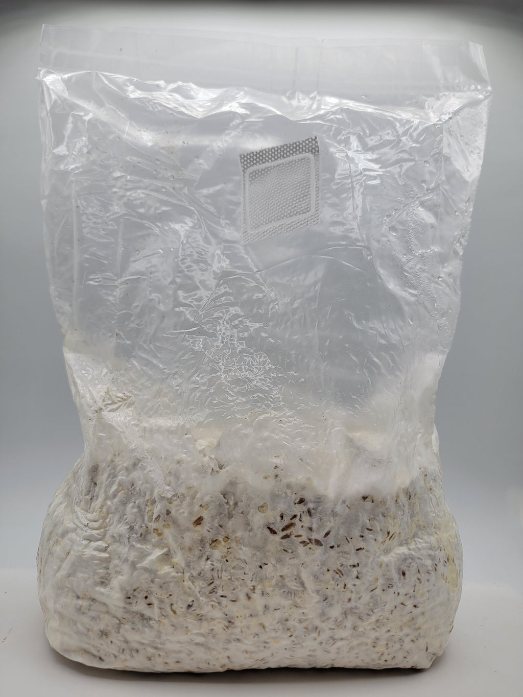 Grain colonisé 2,5 kg – Pleurote blanc