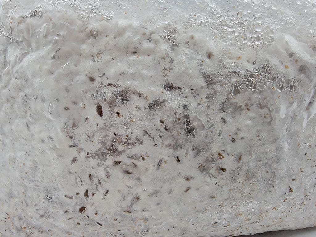Grain colonisé 2,5 kg – Pleurote blanc