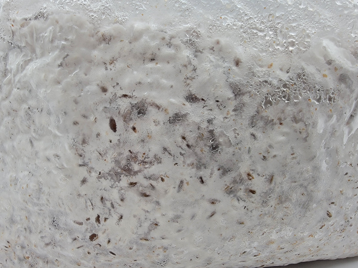 Grain colonisé 2,5 kg – Pleurote blanc