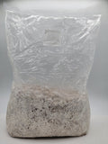 Grain colonisé 2,5 kg – Pleurote bleu