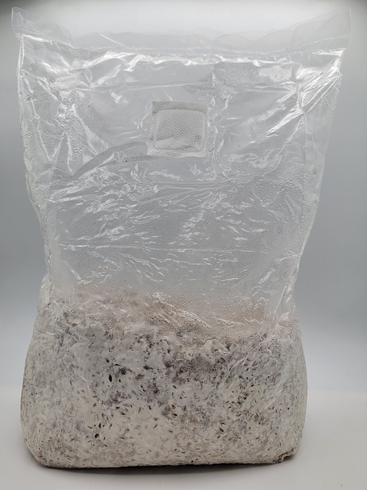Grain colonisé 2,5 kg – Pleurote bleu