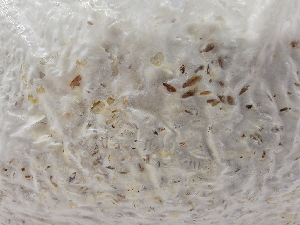 Grain colonisé 2,5 kg – Pleurote bleu