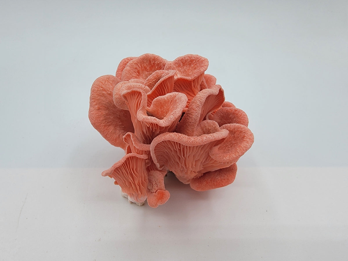 Pleurote rose