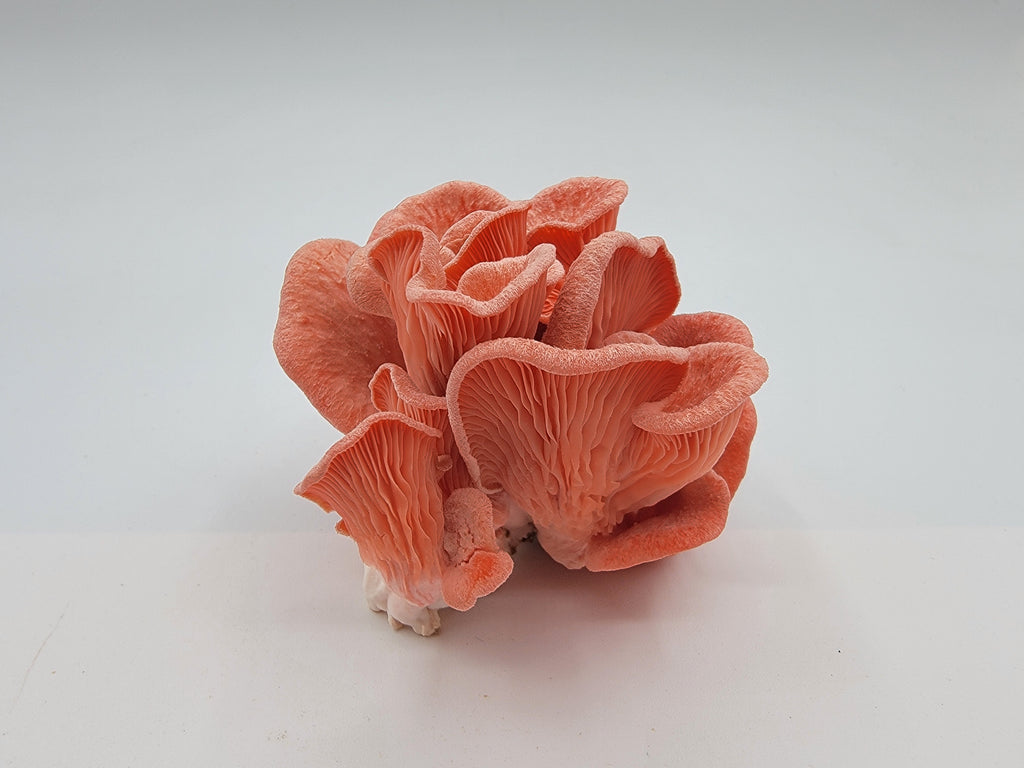 Pleurote rose