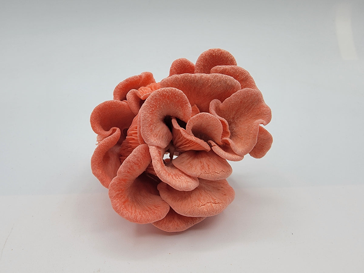 Pleurote rose