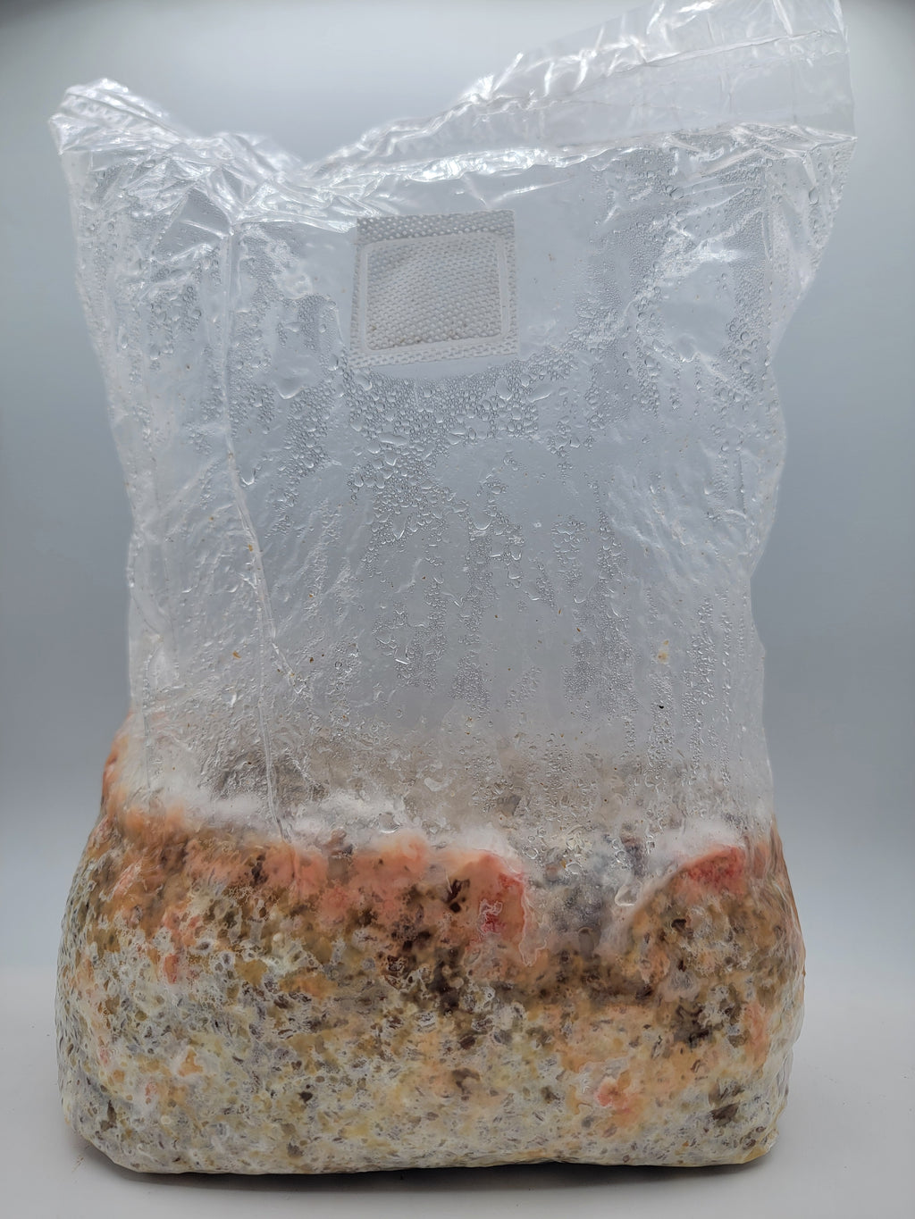 Grain colonisé 2,5 kg – Pleurote rose