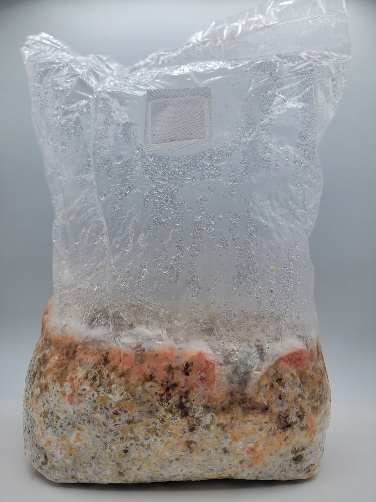 Grain colonisé 2,5 kg – Pleurote rose