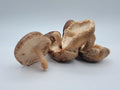 Shiitake