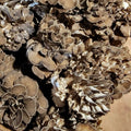 Maitake