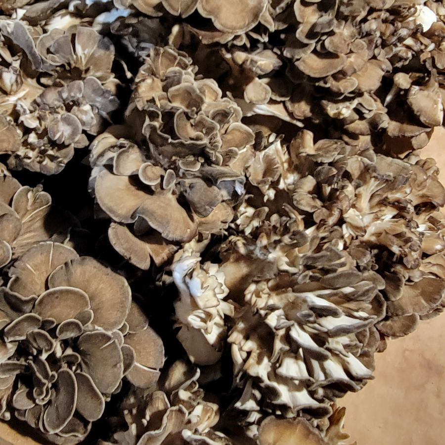 Maitake
