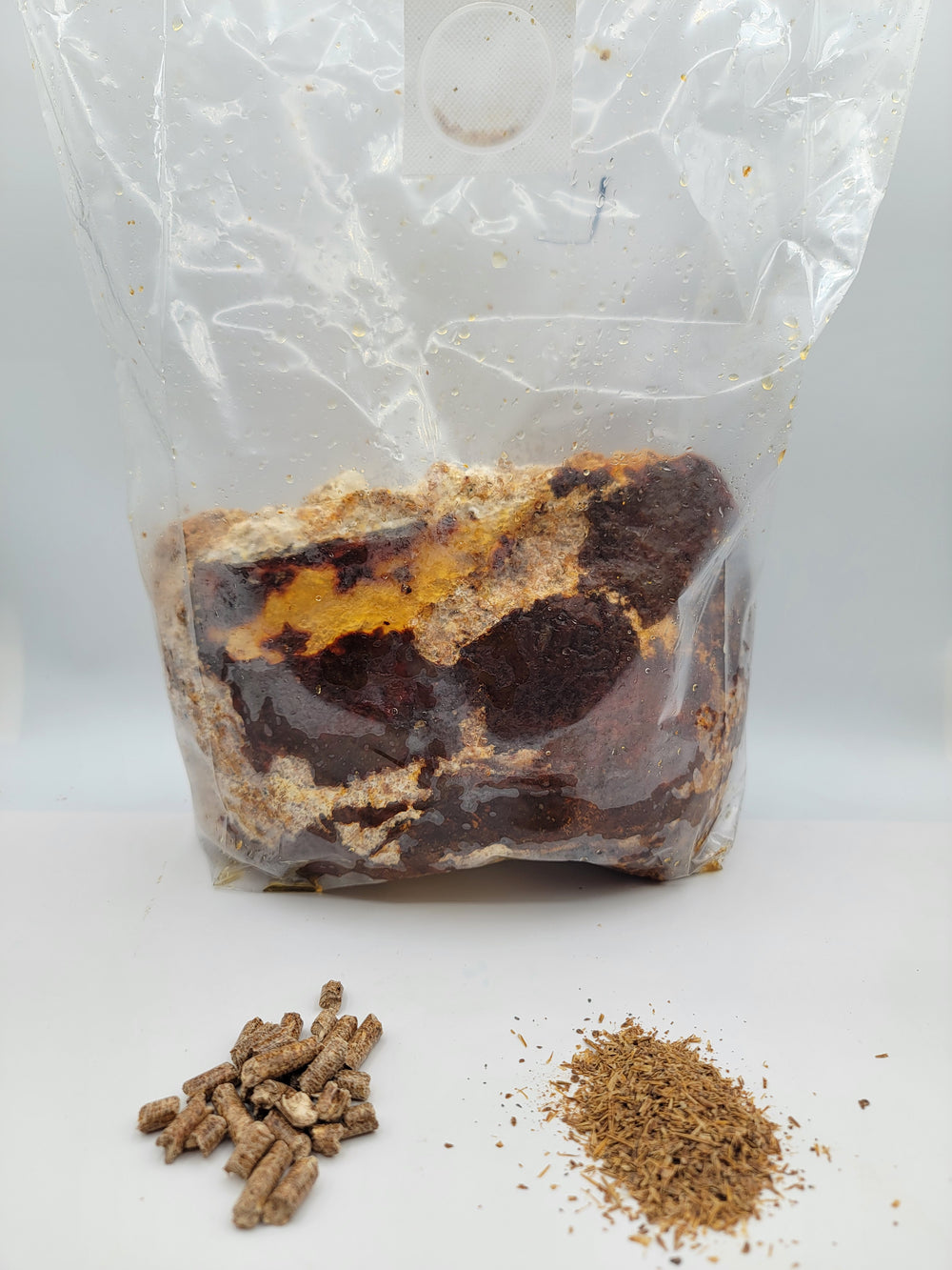 Bloc de shiitake
